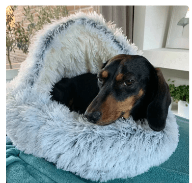 2-in1 Pet Bed - BH Comfy Cozy